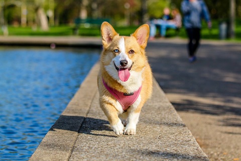 Small dog walks near water