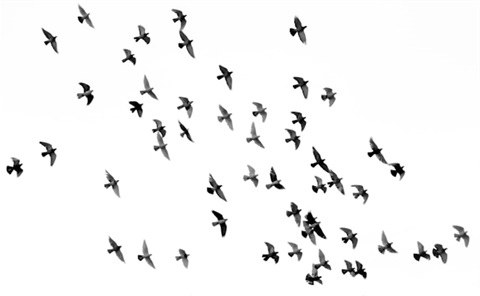 flock of birds