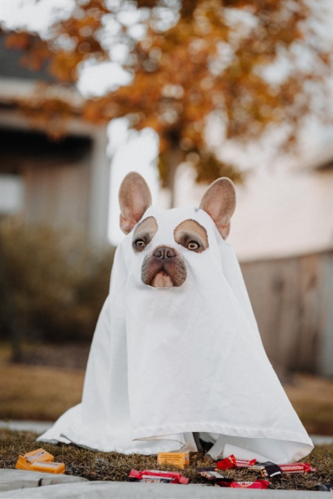 dog in a sheet