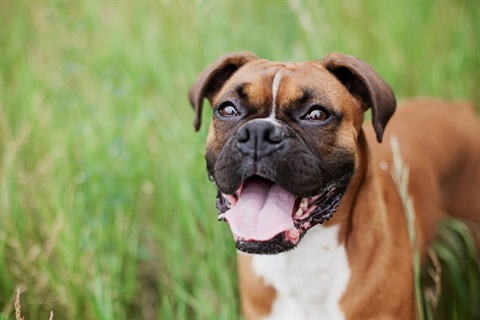 Happy dog in grass