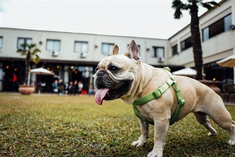 Dog in harness at Pet Show